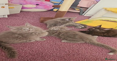Maine Coon cats - Advert 6