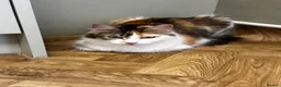 Domestic Shorthair cats for sale: Kittens 8weeks old ready to leave now - Advert 1
