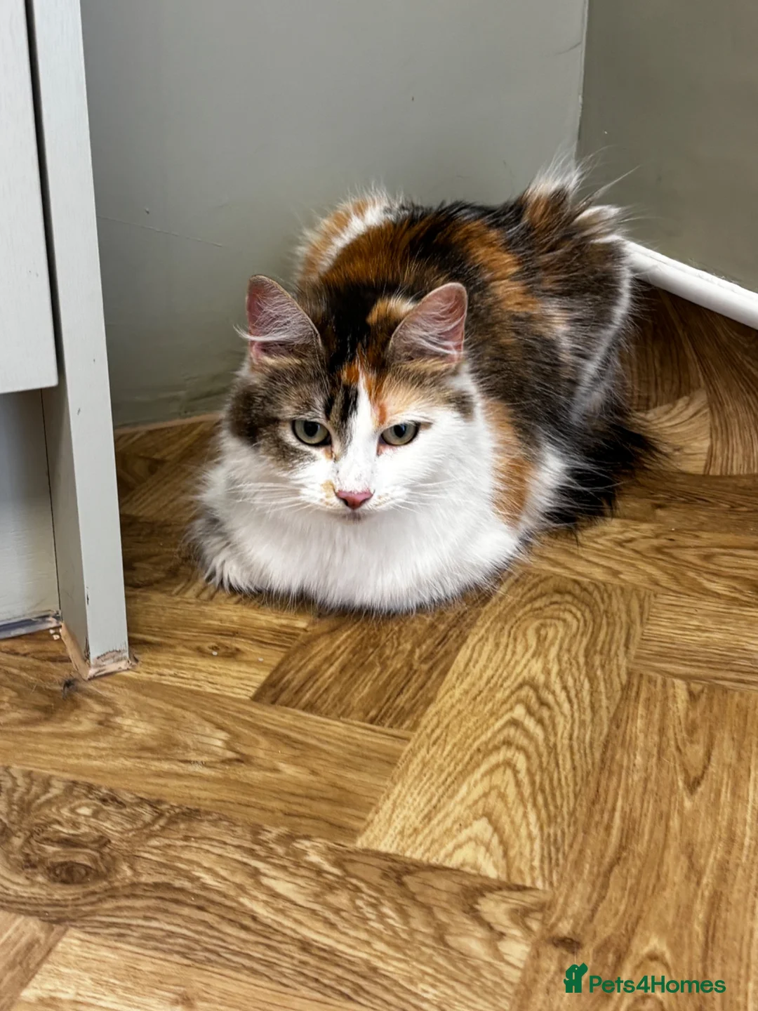 Domestic Shorthair cats for sale: Kittens 8weeks old ready to leave now - Advert 1