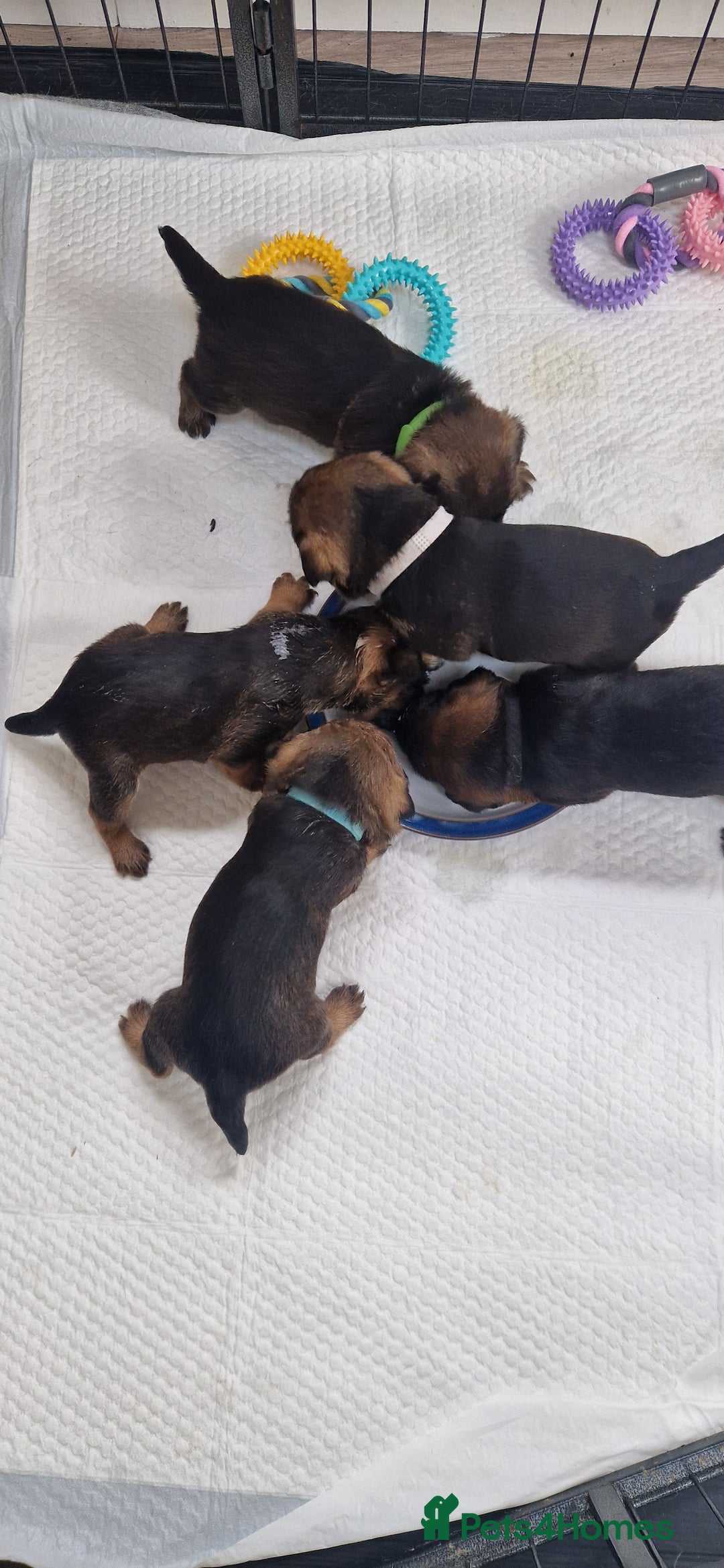 Border Terrier dogs for sale: BORDER TERRIER PUPS - Advert 6