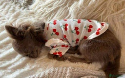 Chihuahua dogs for sale: Long haired lilac chihuahua girl - Image 8