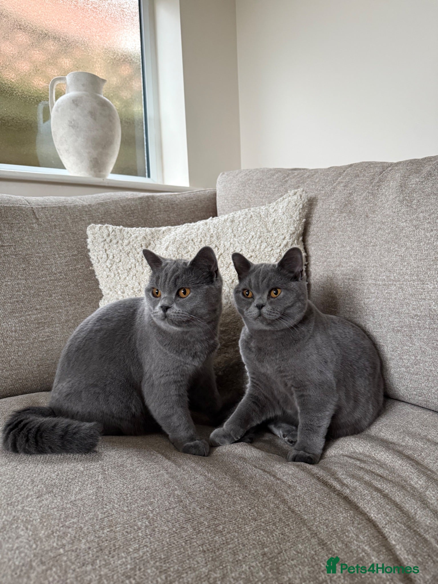 British Shorthair cats British blue shorthair sisters - Advert 18