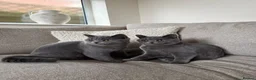 British Shorthair cats for sale: British blue shorthair sisters - Advert 1