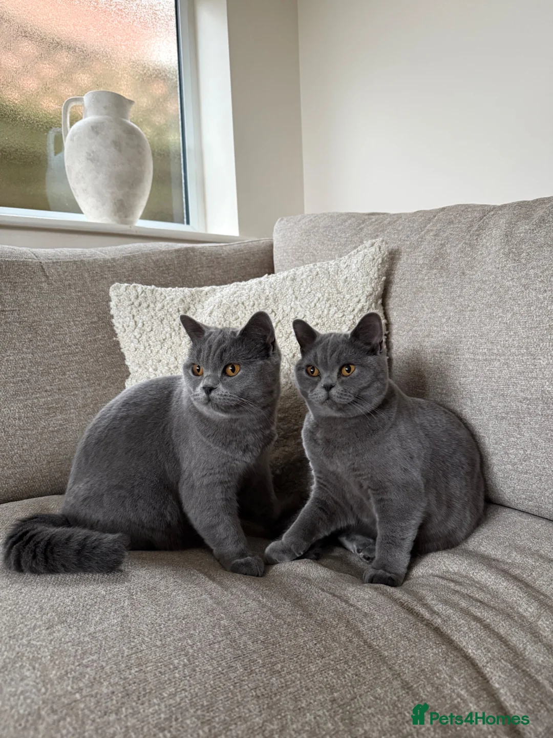 British Shorthair cats for sale: British blue shorthair sisters - Advert 1
