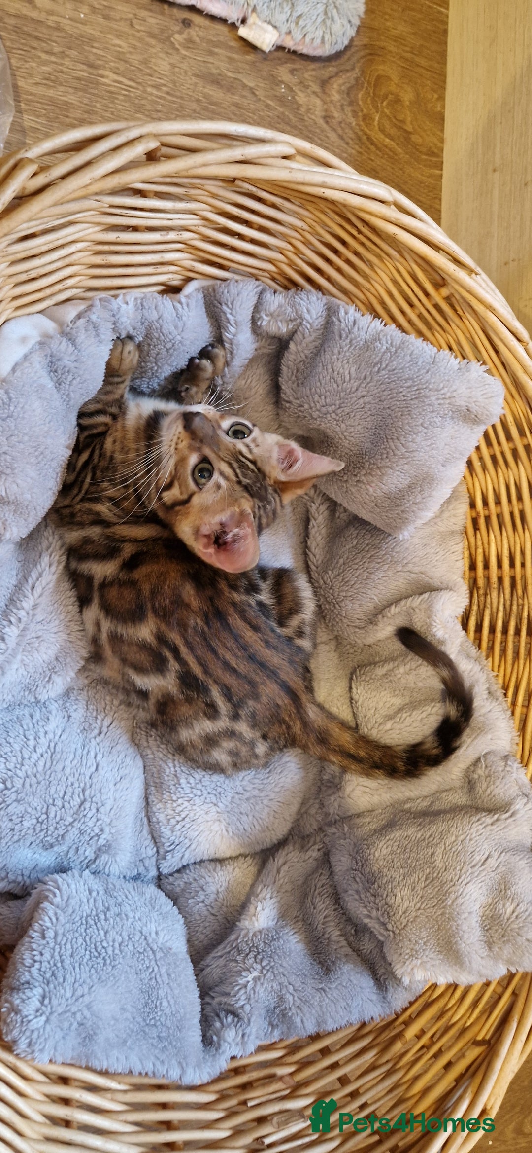 Bengal cats for sale: Beautiful kitten❤️Ready to go 😍  - Advert 13