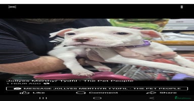 Mixed Breed dogs - Advert 11