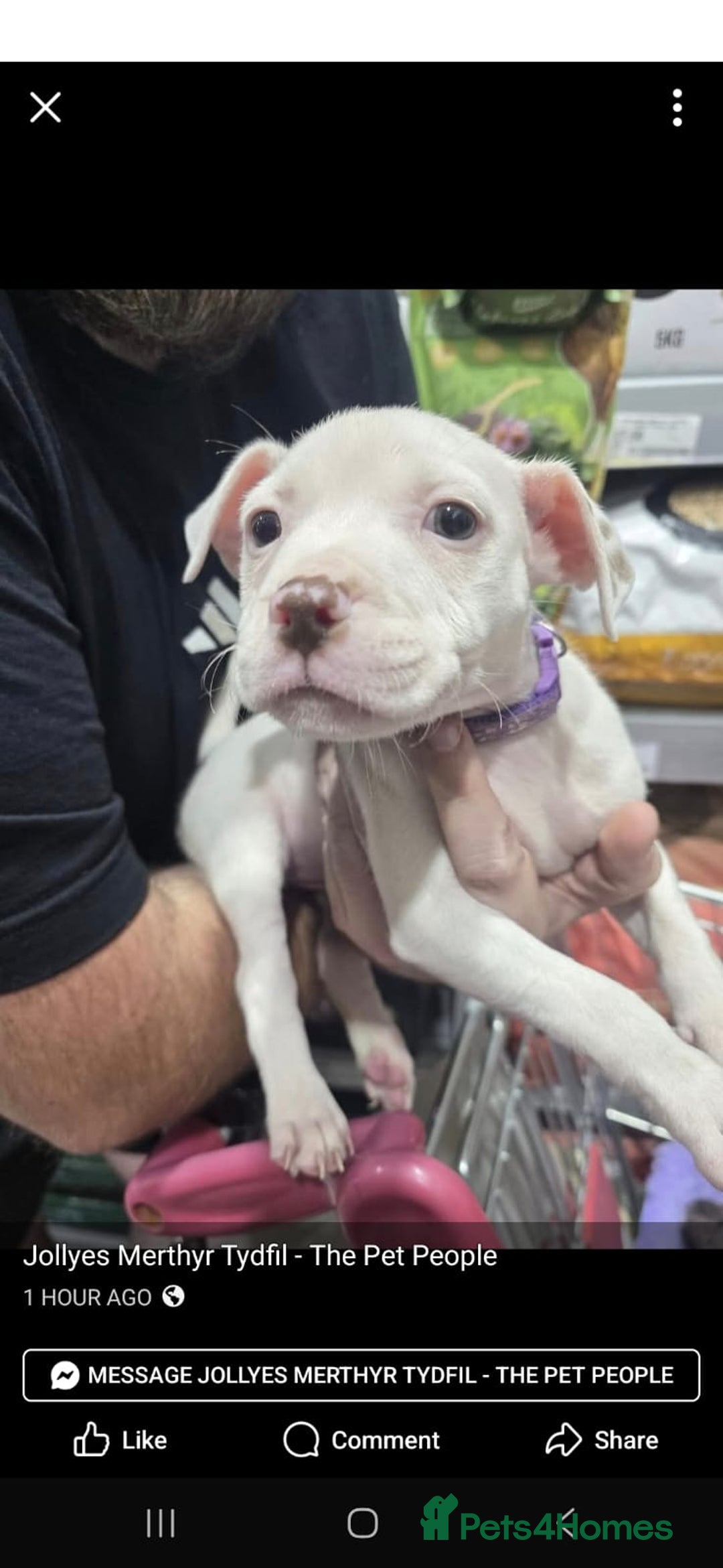 Mixed Breed dogs for sale: American bulldog x staffie, Ready to leave!! - Image 6