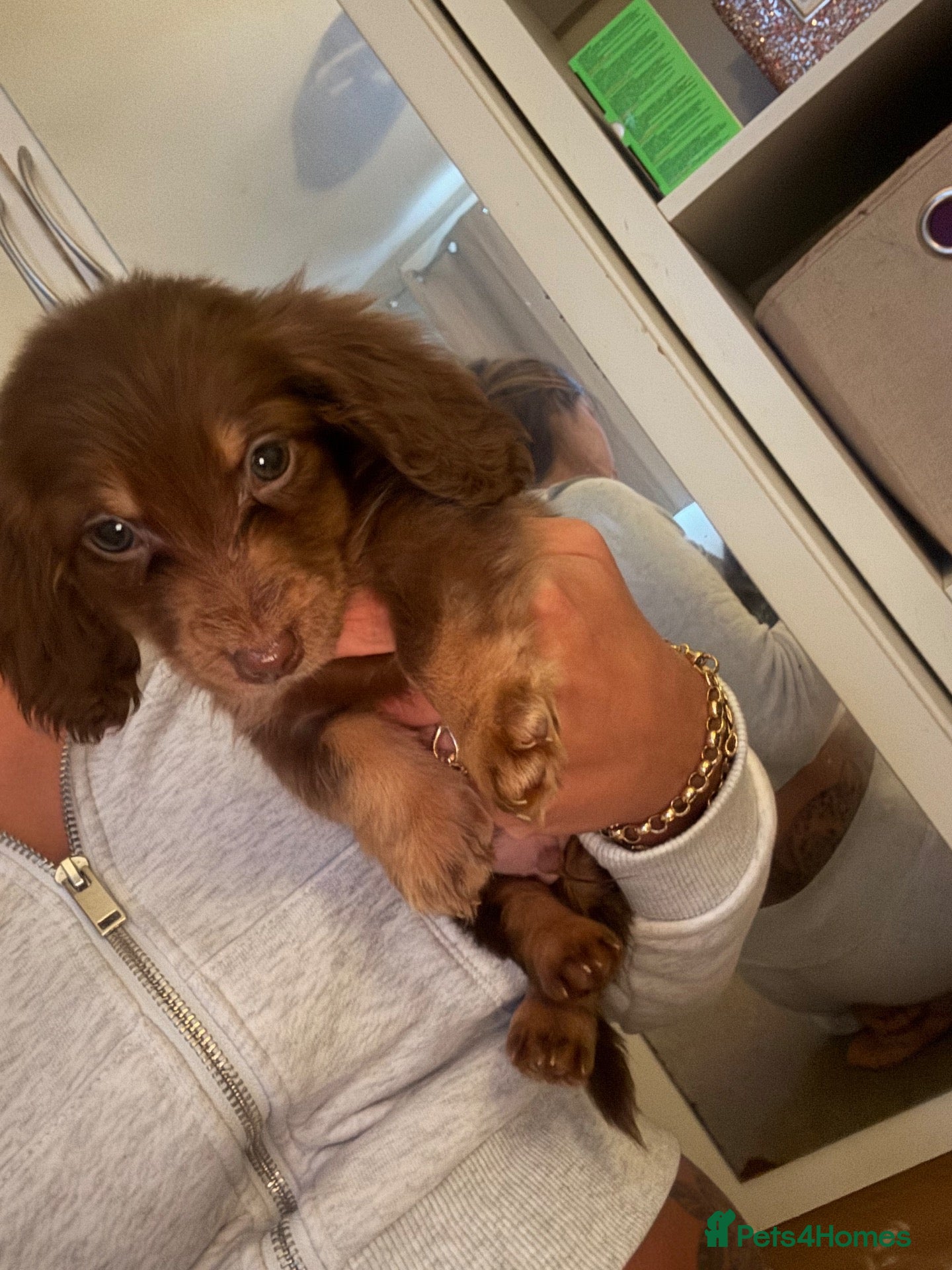 Miniature Dachshund dogs Fluffy miniature dachshund ONE LEFT - Advert 1
