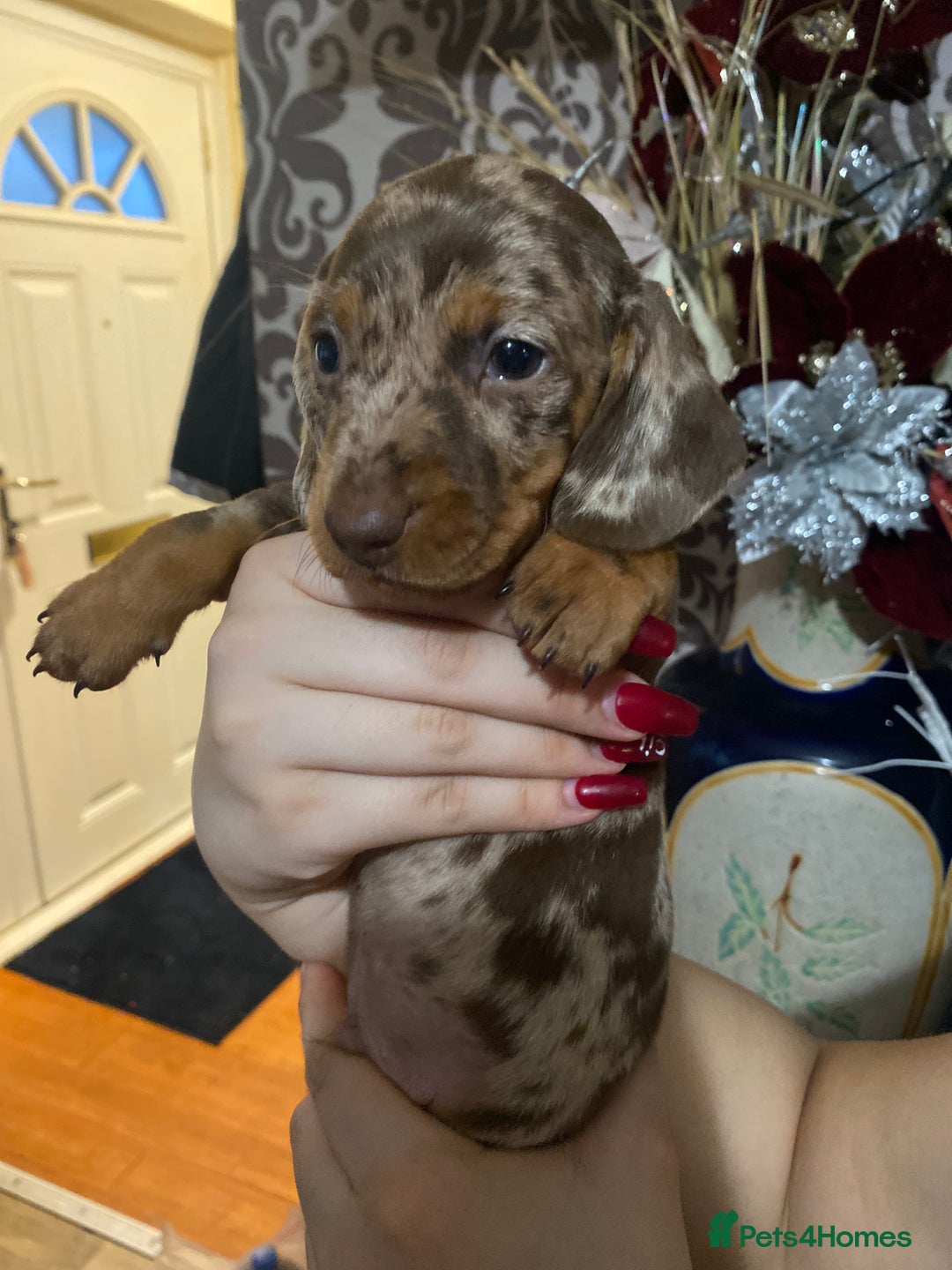 Dachshund dogs for sale: Gorgeous Dachshunds available  - Advert 8
