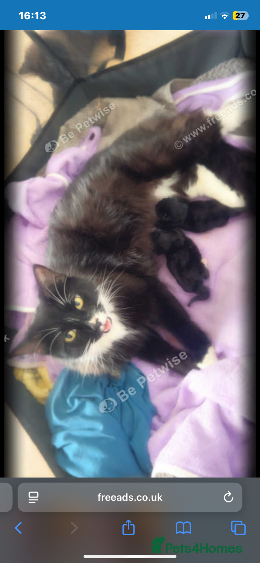 Norwegian Forest Cat cats for sale: Two Norwegian forest/domestic long haired females  - Image 3