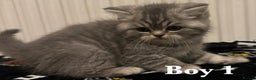 British Shorthair cats for sale: British shorthair X Persian kittens for sale ready - Advert 3