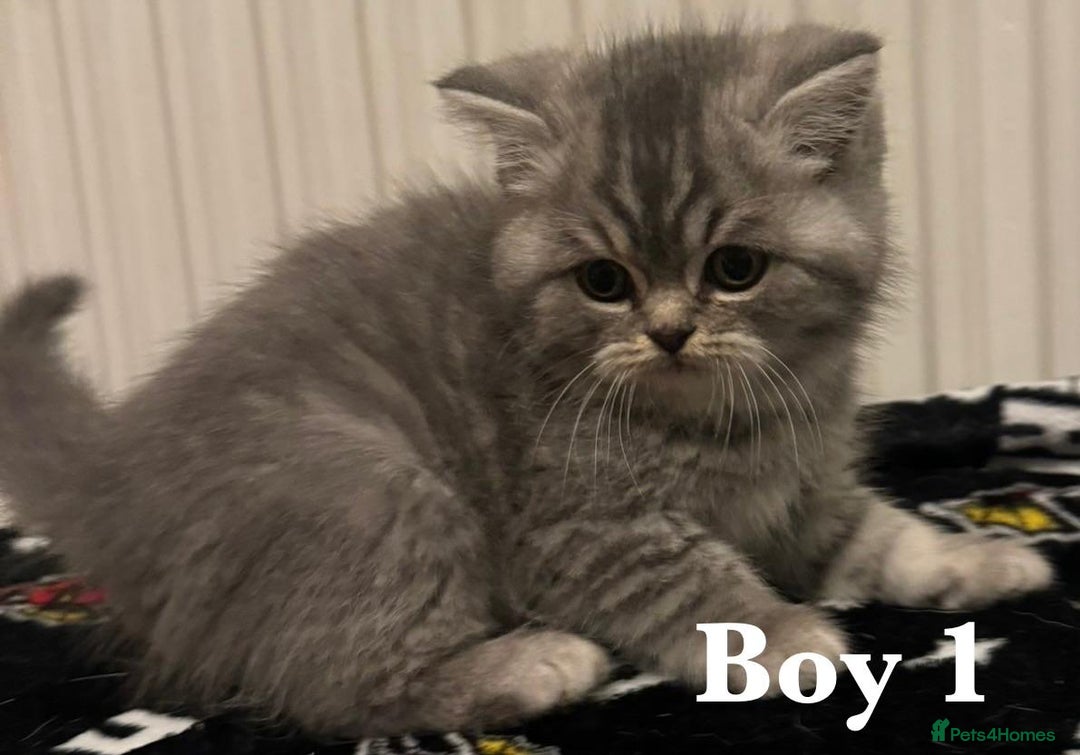 British Shorthair cats for sale: British shorthair X Persian kittens for sale ready - Advert 3