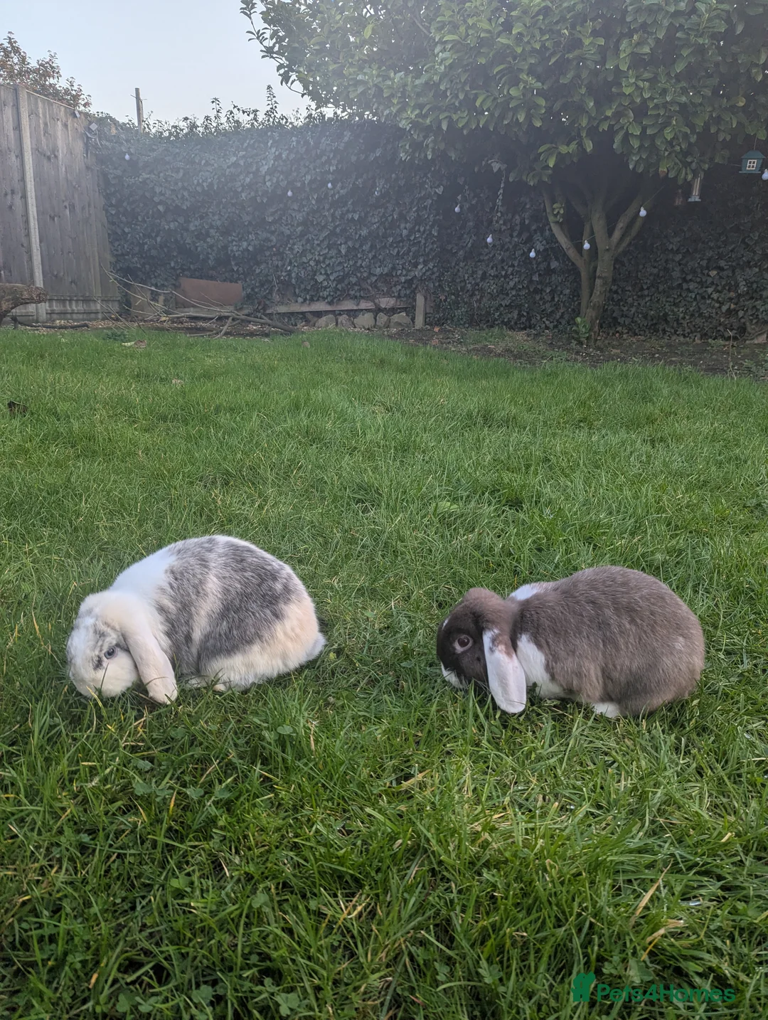 Mini Lop rabbits for sale: Pair of Mini Lop Rabbits Looking for a New Home in Ipswich - Advert 1