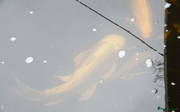 Koi Carp fish for sale: pond clearence koi sturgeon carp - Image 3