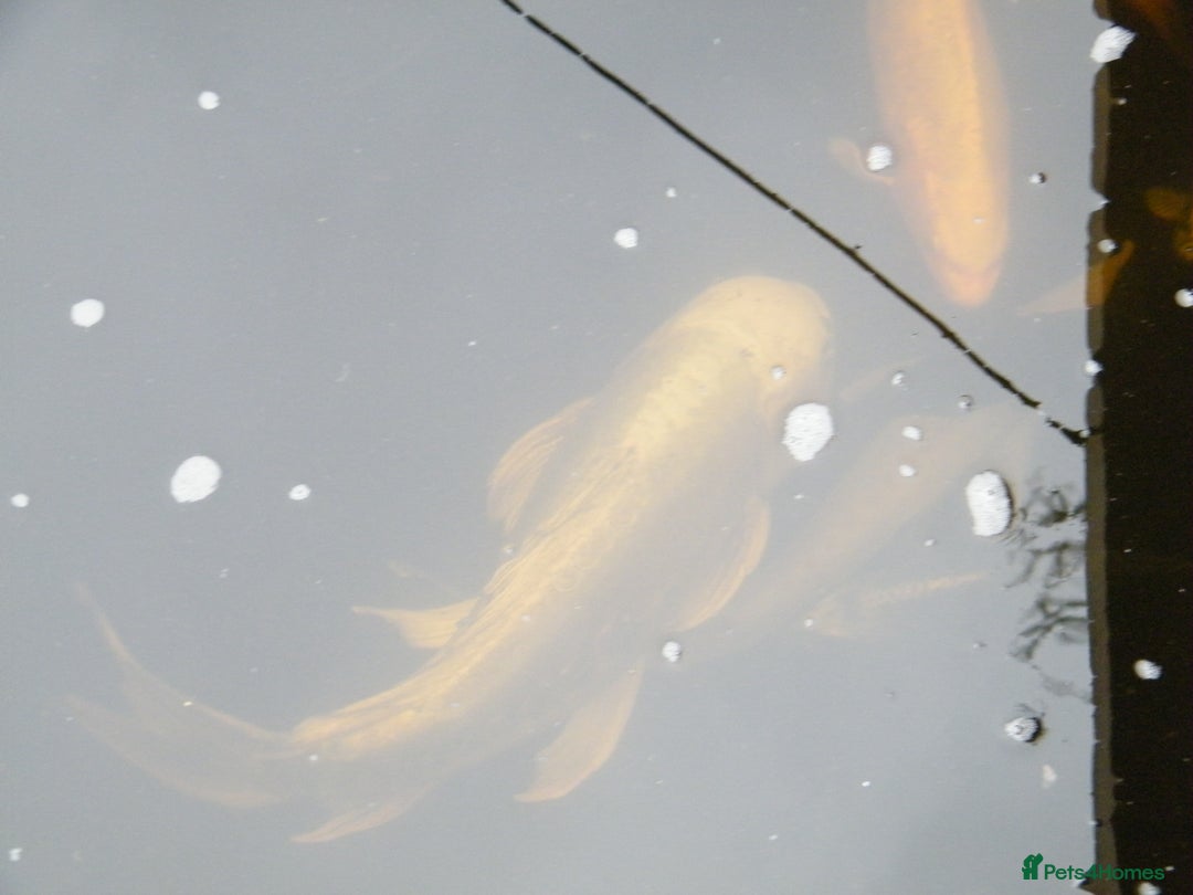 Koi Carp fish for sale: pond clearence koi sturgeon carp - Image 3
