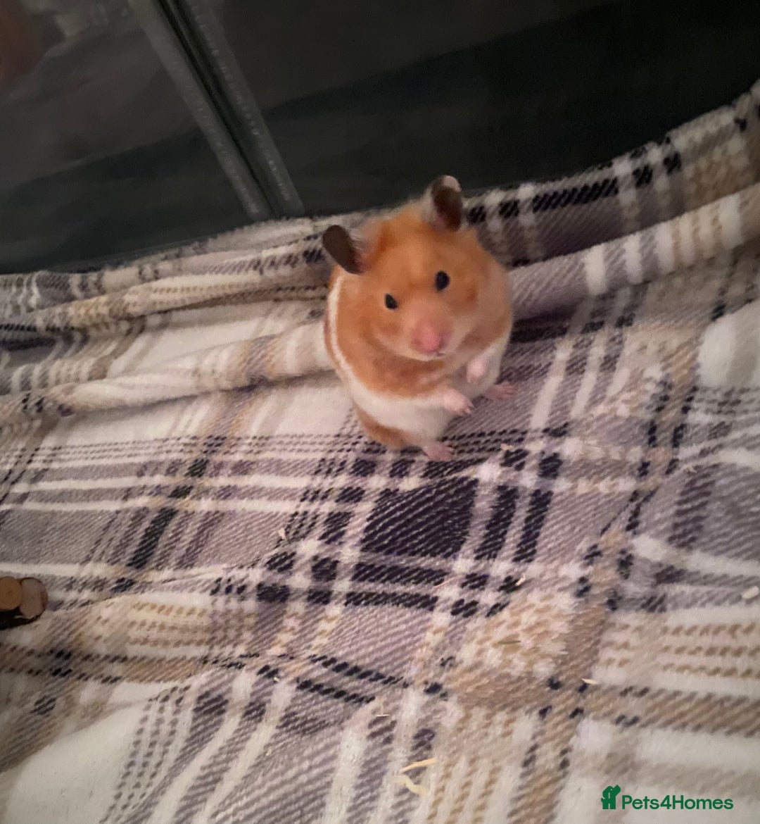 Hamster rodents for sale: Syrian hamster  - Image 2
