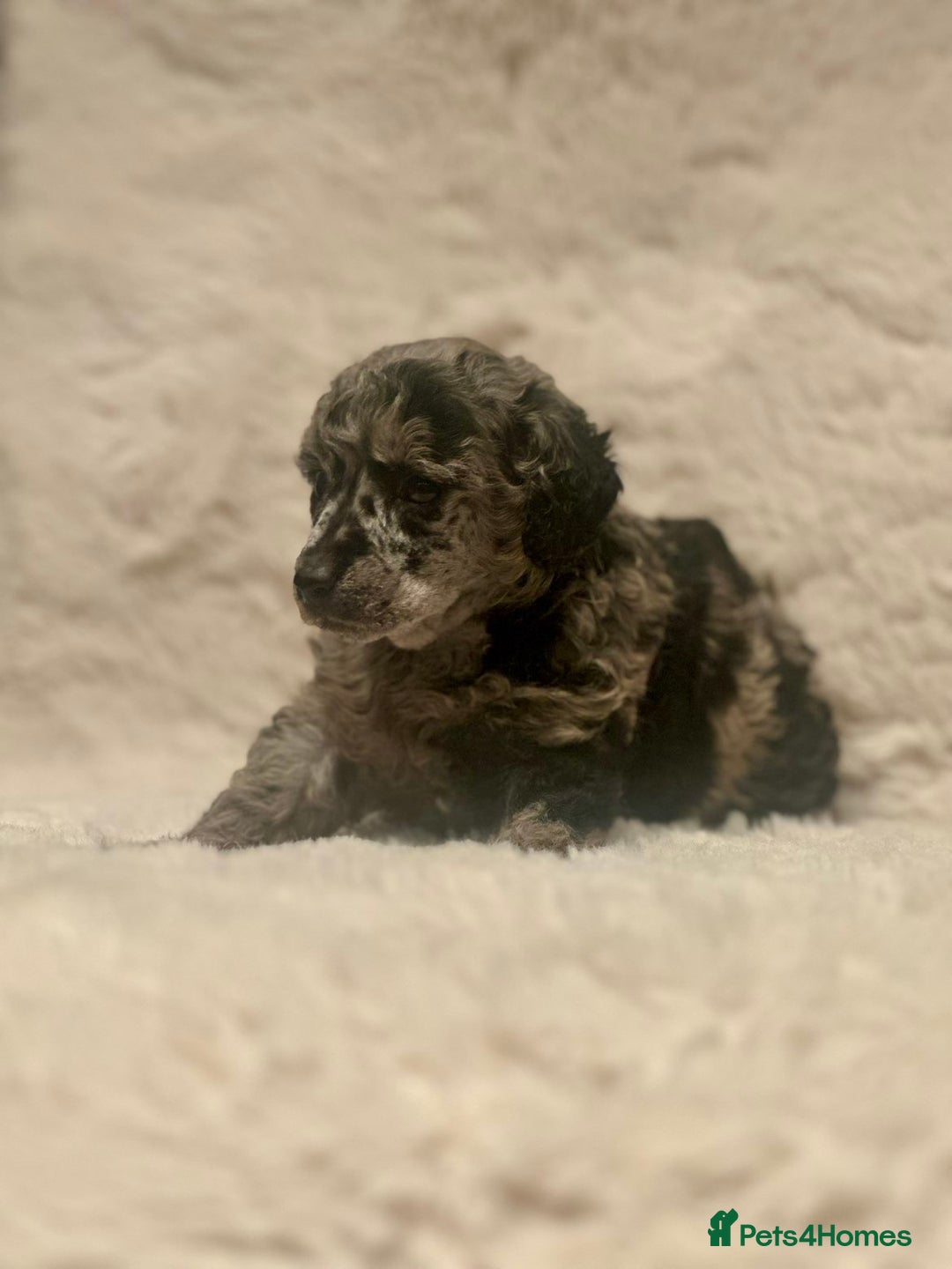 Miniature Poodle dogs for sale: Miniature poodle puppies  - Image 19