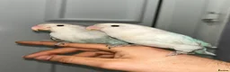 Lovebirds birds for sale: proven breeding pairs opaline tamed lovebirds  - Advert 6
