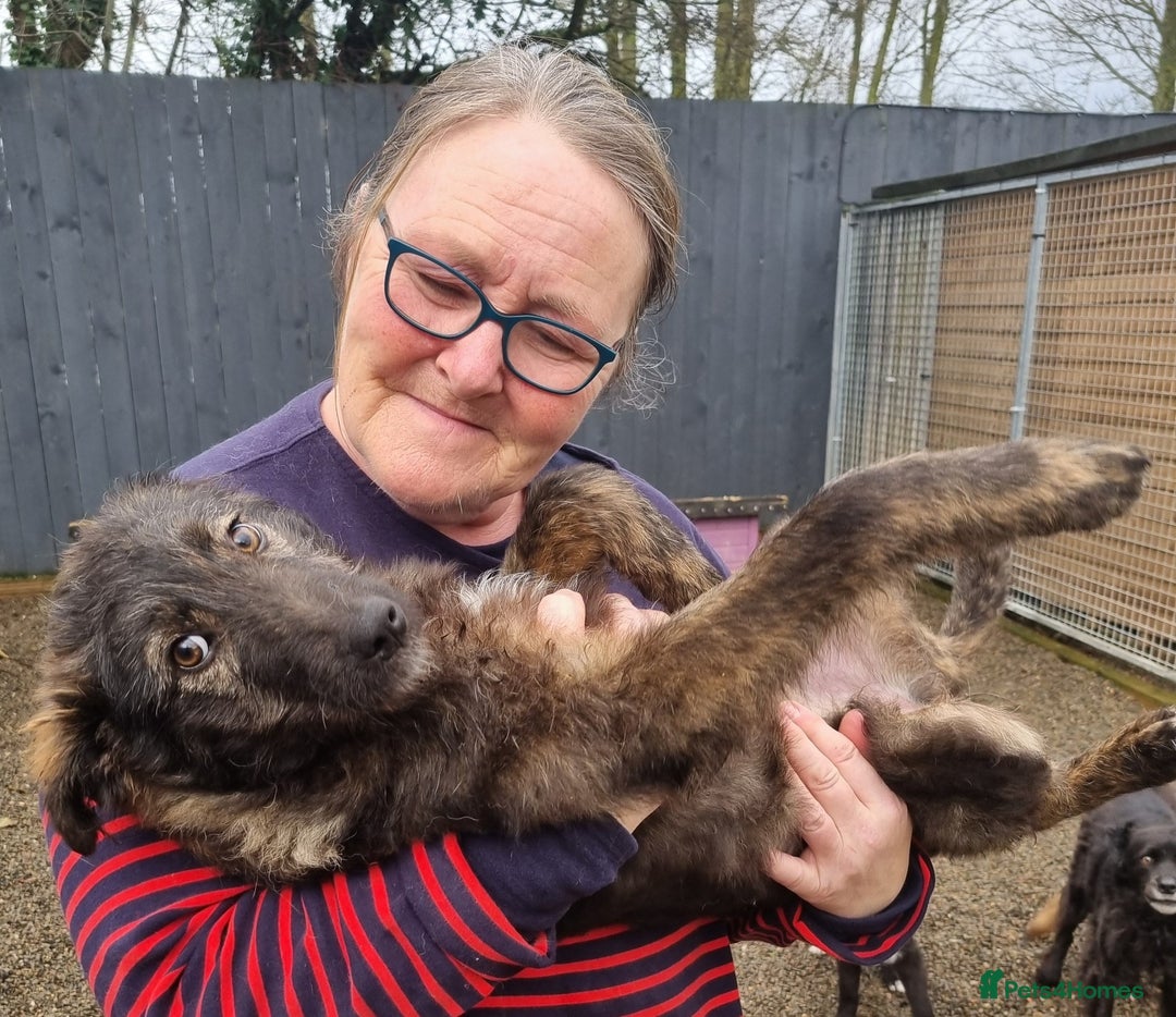 Mixed Breed dogs for adoption: Piper - In Ayr Looking for a home - Advert 5