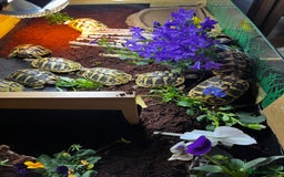 Hermann Tortoise reptiles for sale: Hermanns Tortoise babies - Image 8