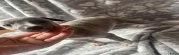 Whippet dogs for sale: KC registered whippet puppy’s  - Advert 12