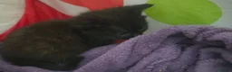 Mixed Breed cats for sale: Beautiful tabby kittens - Advert 9