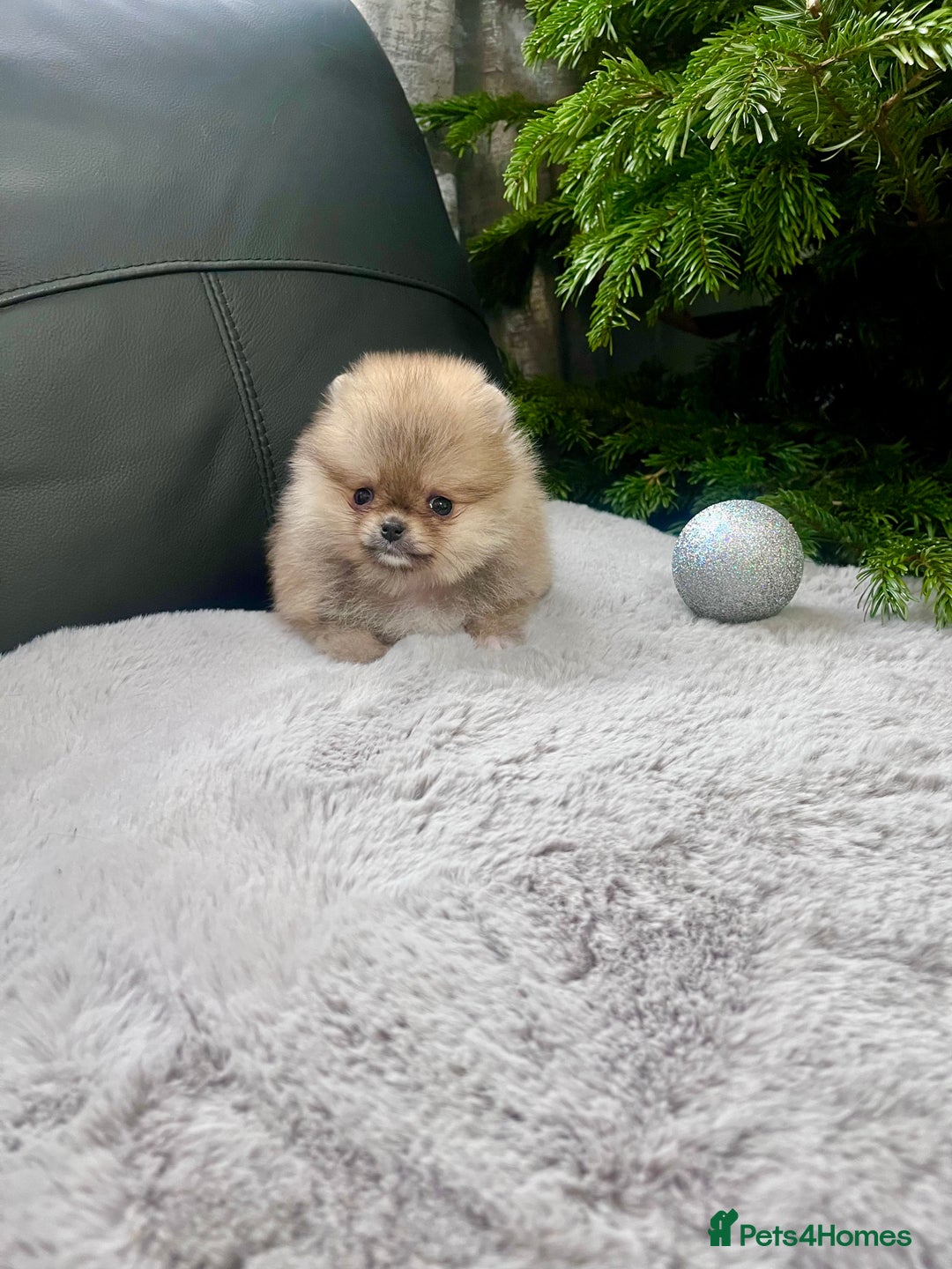 Pomeranian dogs for sale: 🔥Very Small 500gr.at 8weeks🐻Teddy Bear   - Advert 13