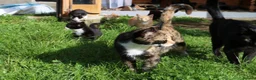 Mixed Breed cats for sale: Playful farm kittens used to people and dogs - Advert 11