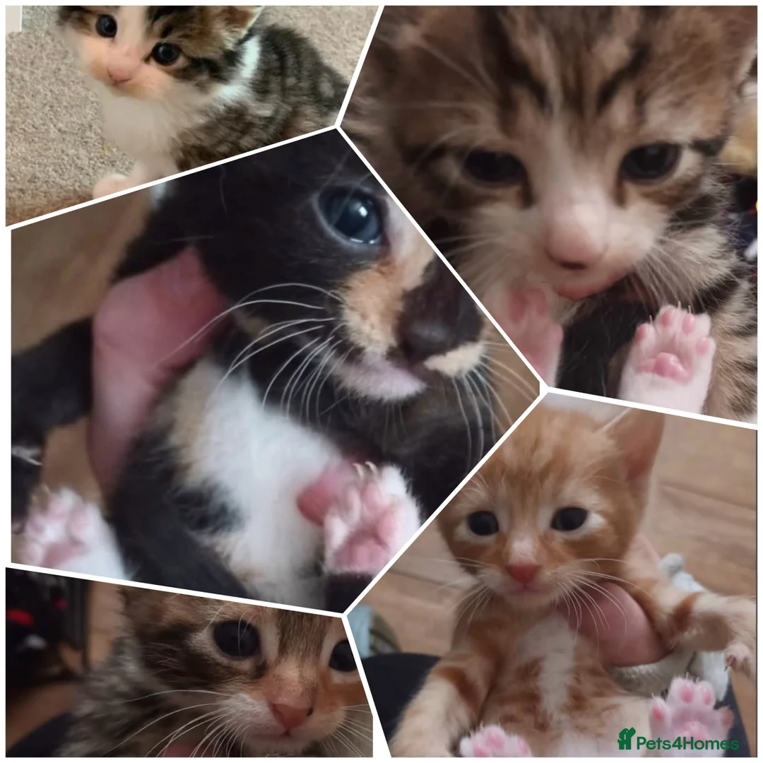 Mixed Breed cats for sale: Stunning litter of kittens  in Liverpool - Advert 1