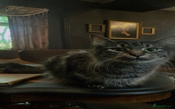 Mixed Breed cats for sale: Mixed long hair female and two males  - Image 4