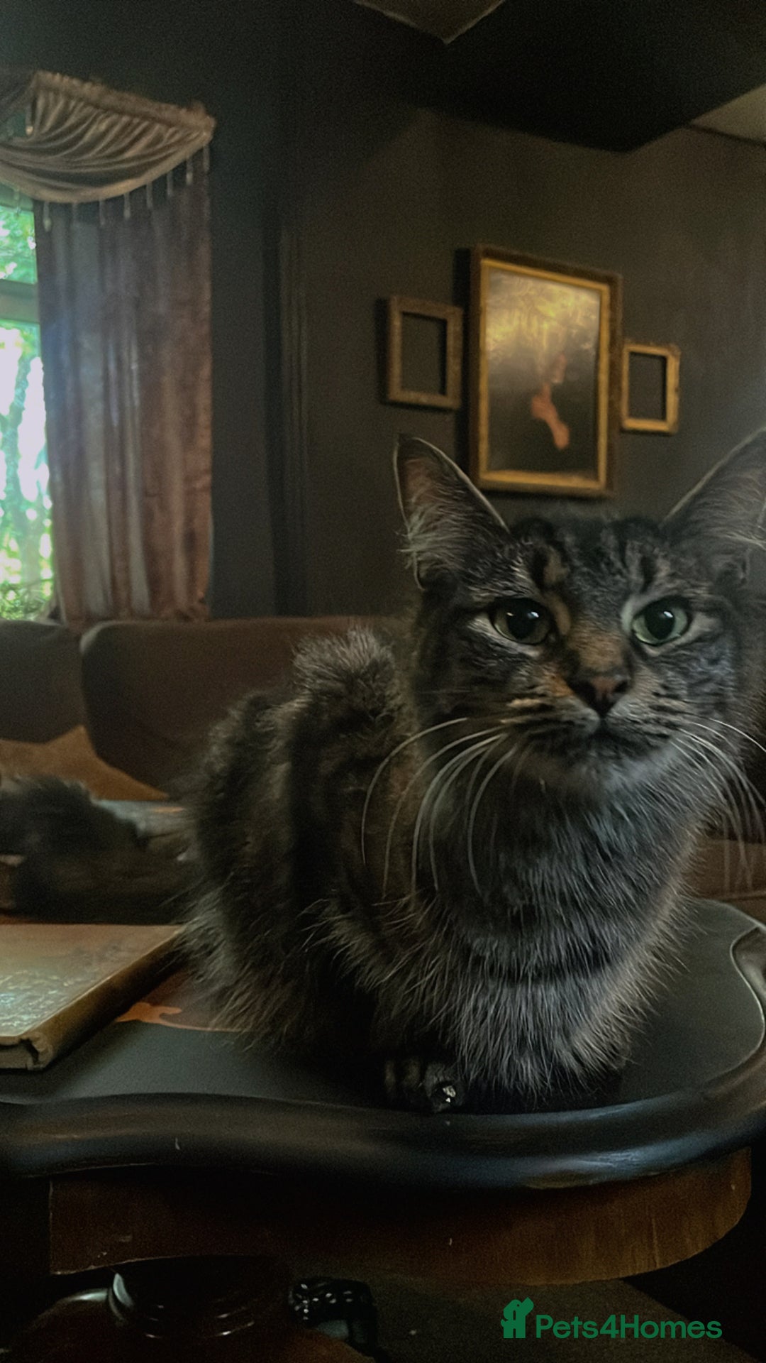 Mixed Breed cats for sale: Mixed long hair female and two males  - Image 4