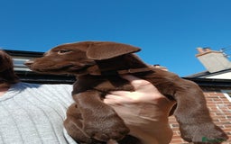 Labrador Retriever dogs for sale: **READY NOW**CHOCOLATE LAB PUPS - Image 19