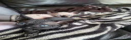Sphynx cats for sale: Little kittens sphynx  - Advert 5