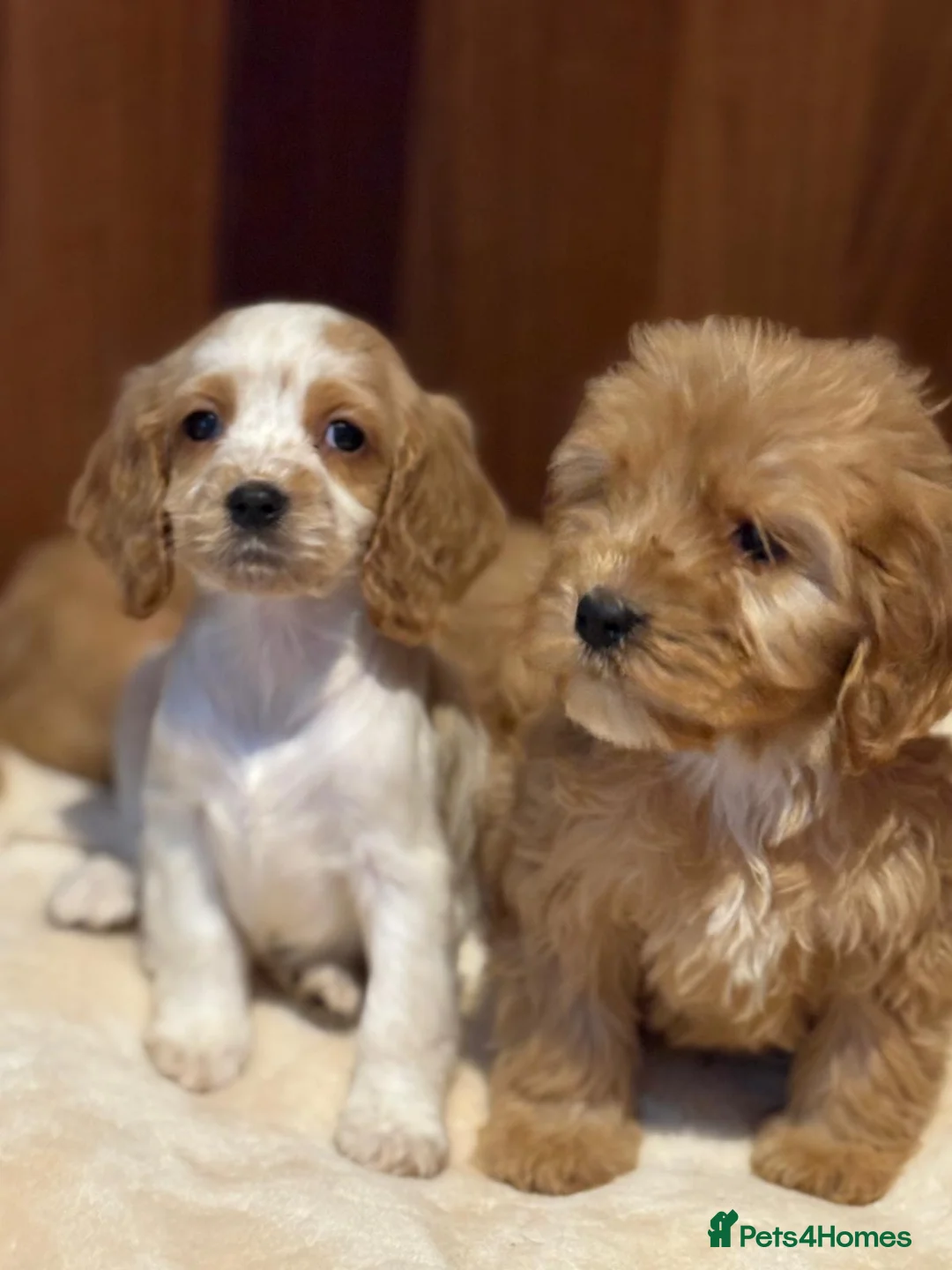 Cockalier dogs for sale: Adorable cockaliers  - Advert 15