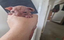 Sphynx cats for sale: 5 beautiful babies looking for forever families  - Image 4