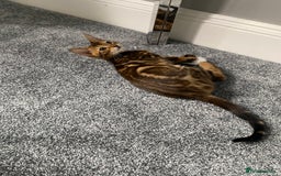 Chausie cats for sale: Savannah x Chausies - Image 6