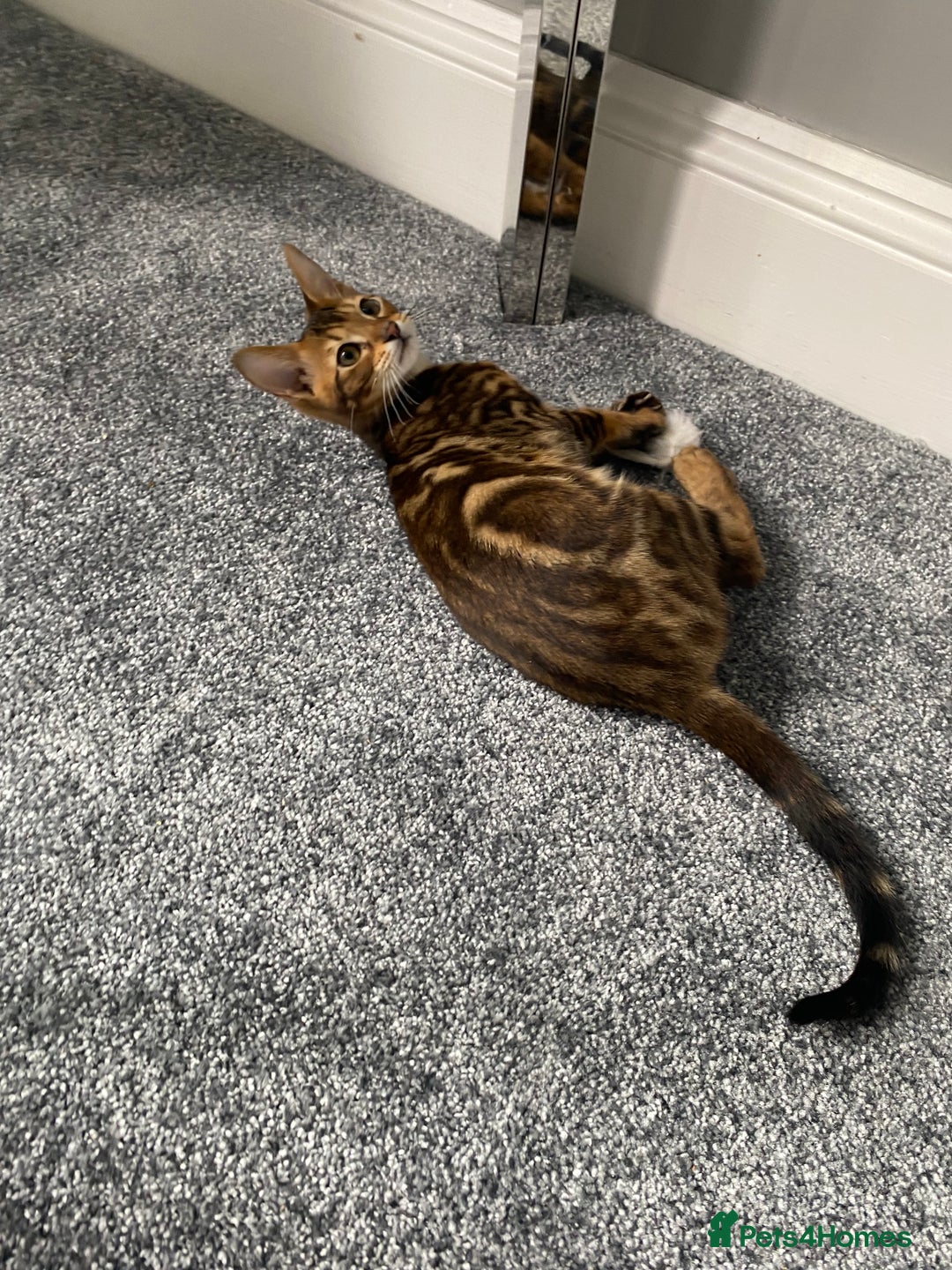 Chausie cats for sale: Savannah x Chausies - Image 6