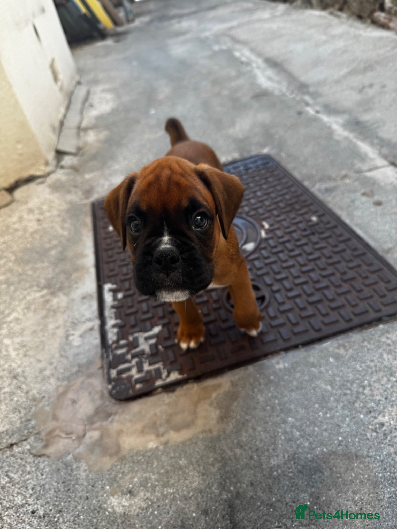Boxer dogs charthaihen boxers - Advert 2