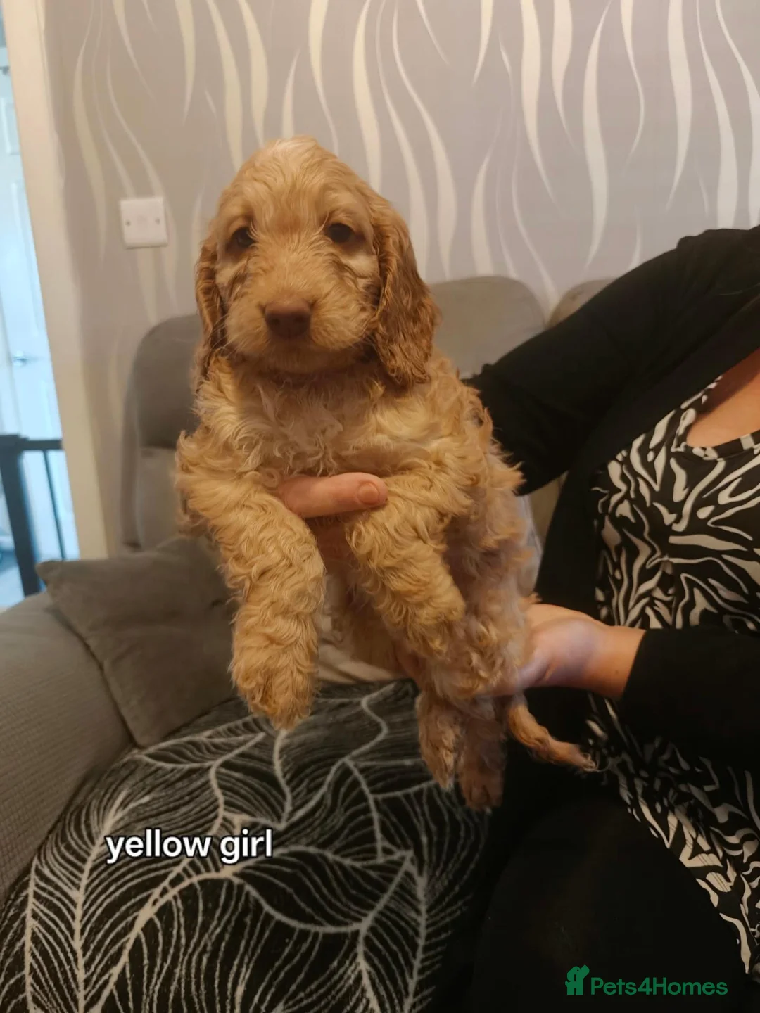 Cockapoo dogs for sale: 2 female pups left out of 11 - Advert 2