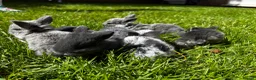 Mini Lop rabbits for sale: 2 Blue Baby Mini Lops - Advert 35