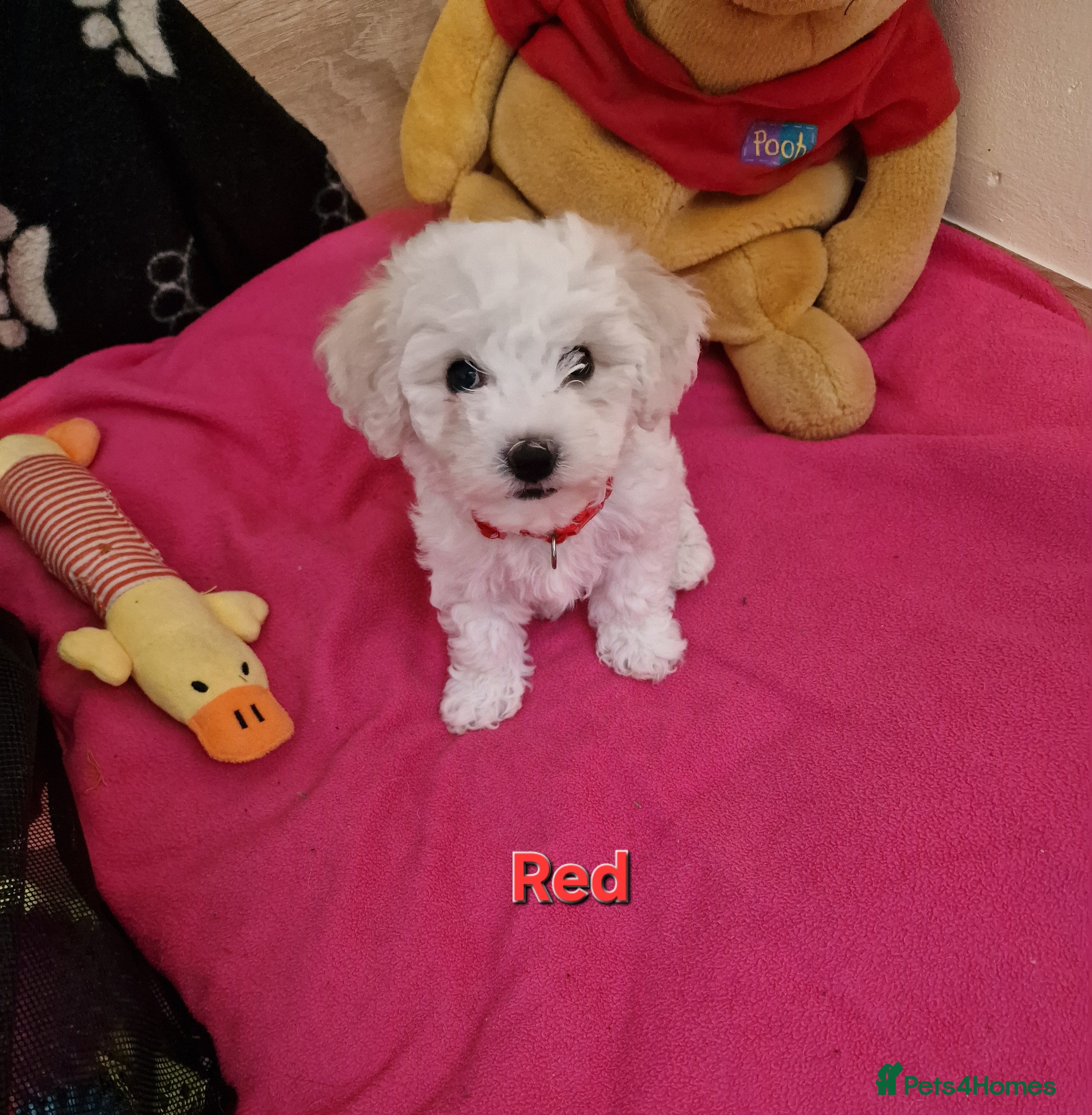 Bichon Frise dogs Bichon Frise Only One Left Champion Bloodline - Advert 2