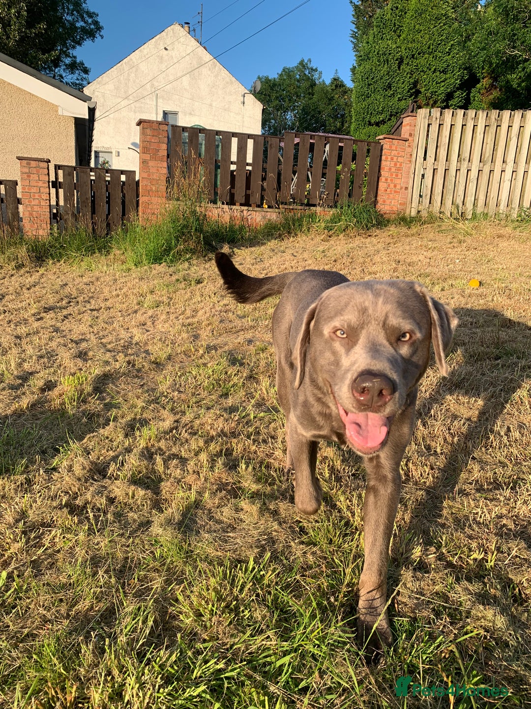 Labrador Retriever dogs for sale: Silver Labrador Retriever - Image 9