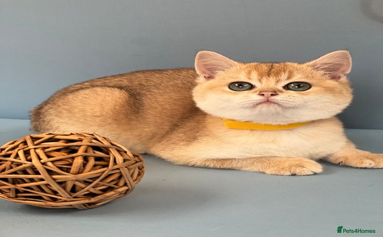 British Shorthair cats - Advert 1