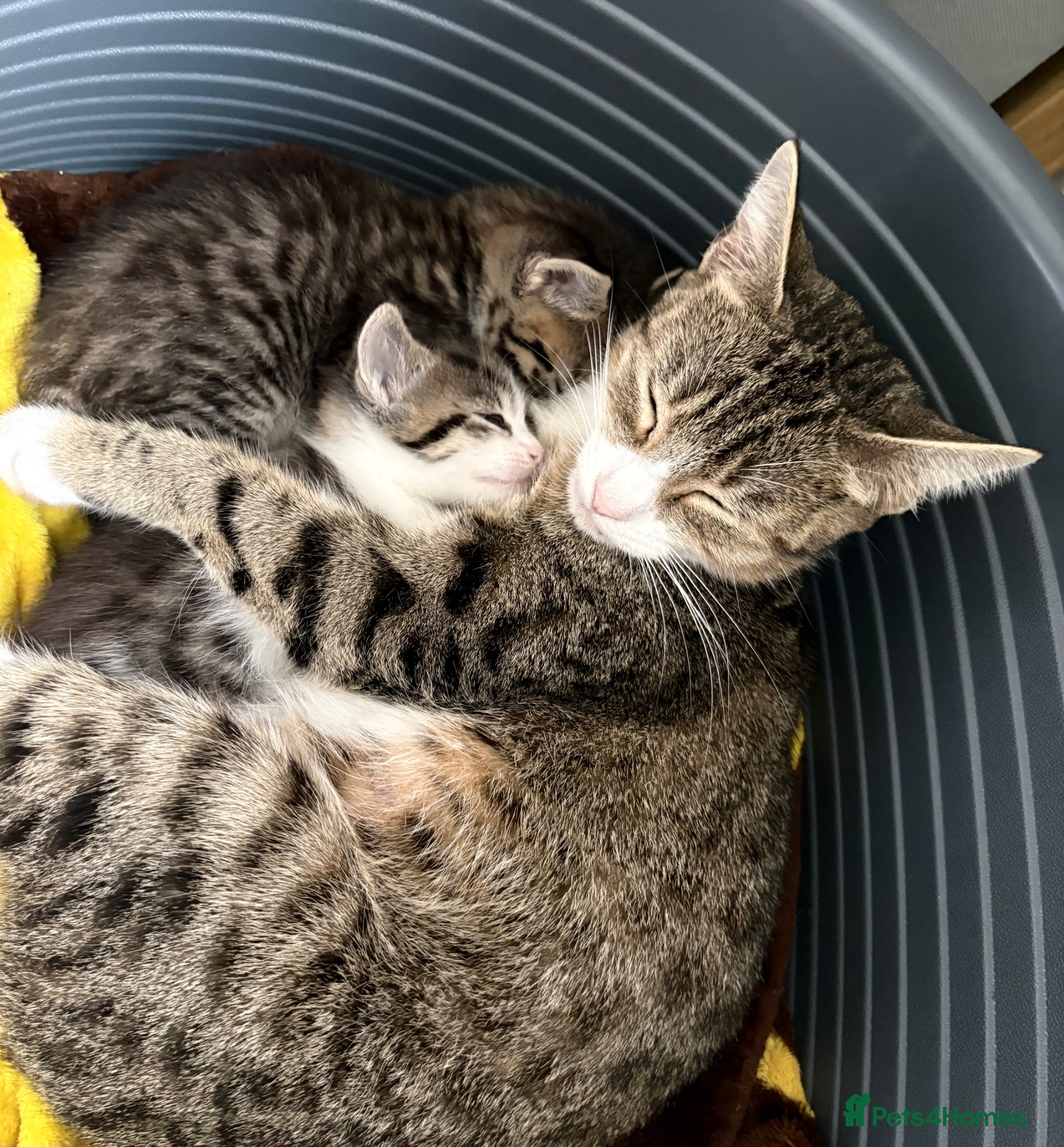 Mixed Breed cats 4 beautiful kittens  - Advert 1