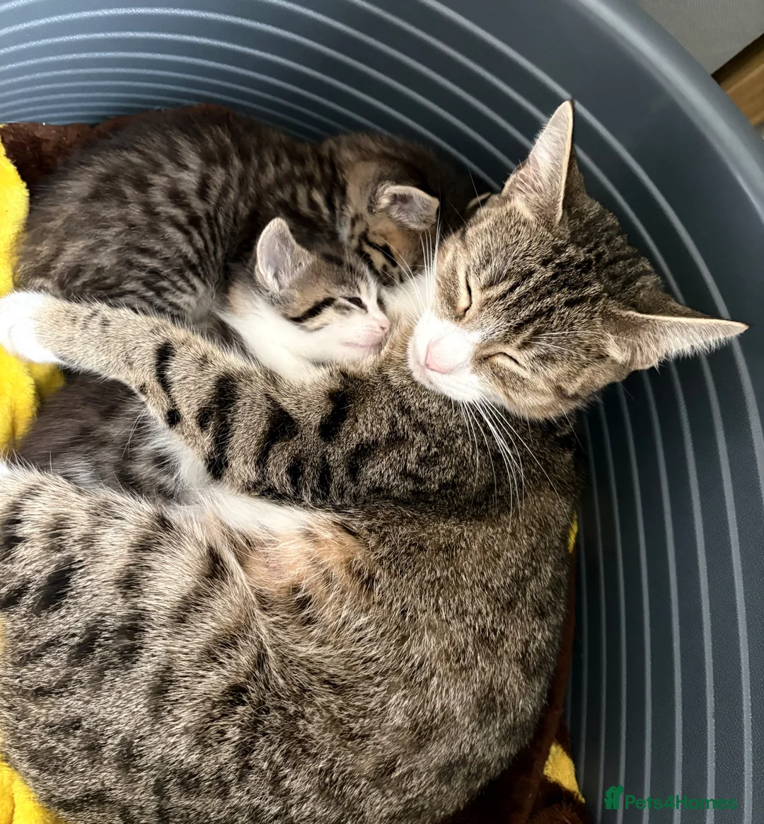 Mixed Breed cats for sale: 4 beautiful kittens  in Warrington - Advert 1