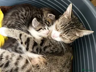 Mixed Breed cats 4 beautiful kittens - Advert 1