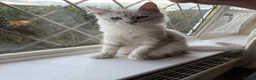 Maine Coon cats for sale: Majestic Maine coon Kittens - Advert 9