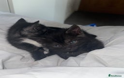 Mixed Breed cats for sale: 4 kittens for sale 2 boys & 2 girls - Image 3