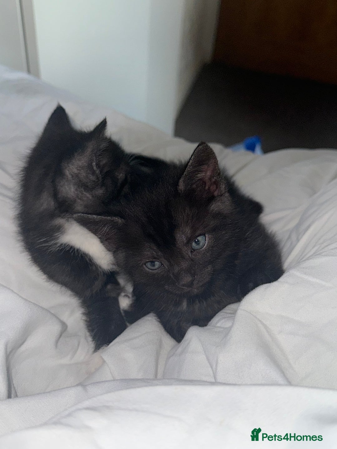 Mixed Breed cats for sale: 4 kittens for sale 2 boys & 2 girls - Image 3