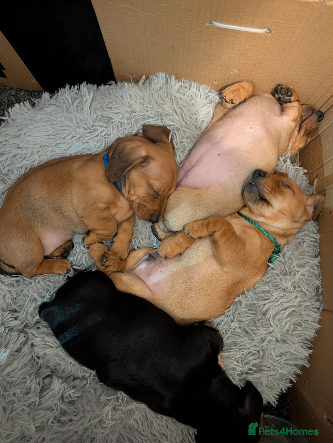 Mixed Breed dogs for sale: Dachshund cross pug puppies in Huddersfield - Advert 7